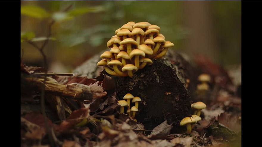 Le samedi en forêt de Meudon